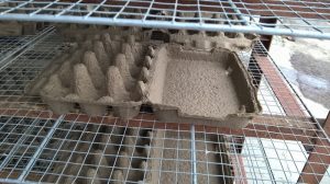 wet molded paper egg carton